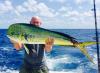 islamorada fishing mahi mahi dolphin.jpg